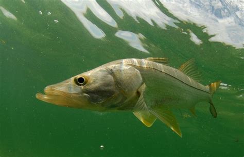 Florida Saltwater Fish Limits 2023 Top 50 Game Fish Active At The