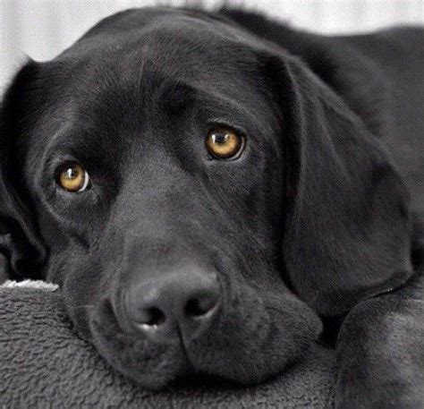 20 Things All Labrador Owners Must Never Forget Labrador Yellow Yellow