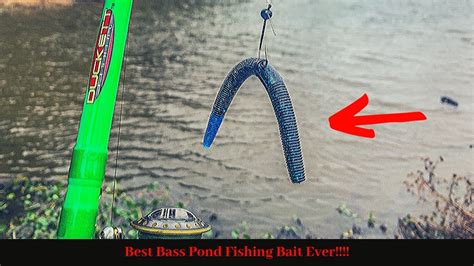 My Best Bait For Pond Fishingyou Better Start Using This Youtube