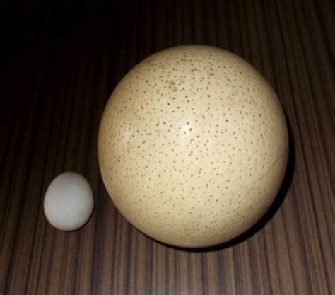 Tiny Beads Crafted From Ostrich Eggshells Reveal Big Stories About Our