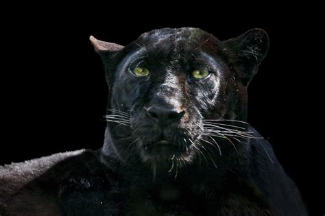 Black Panthers Facts Habitat And Diet Waf