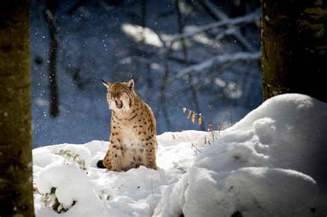 Nature Animals Lynx Winter Snow Trees Branch Forest Wallpapers