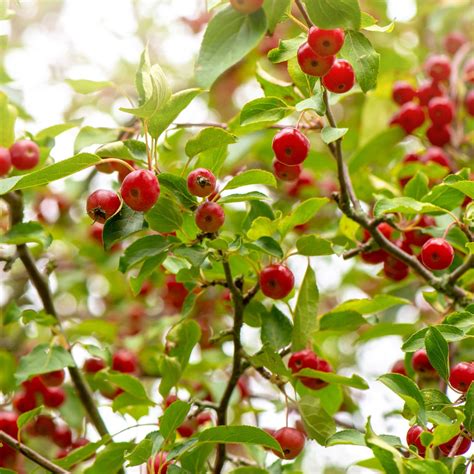 Crab Apple Tree