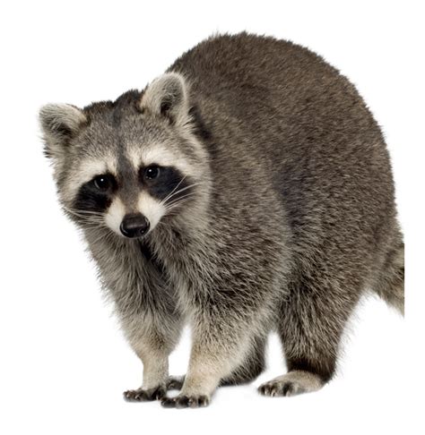 Raccoon Png Transparent Background Images
