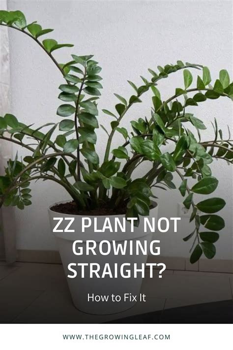 Zz Plant Not Growing Straight How To Fix It Plant Care Houseplant