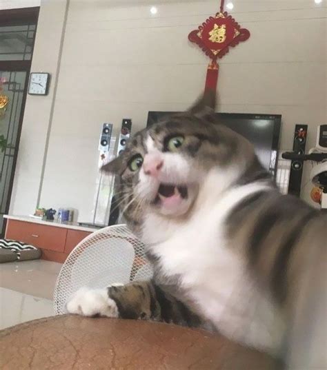 This Cat Is Going Viral For Its Hilariously Dramatic Reactions Artofit