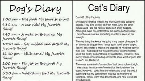 Dog Vs Cat Diary Youtube