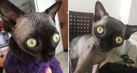 Meet Lucy The Bat Cat Shes Gained A Large Following Online Because