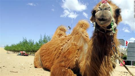 The Camels Hump And Other Dishes Cnn Travel