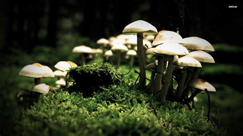 Mushroom Wallpapers Top Free Mushroom Backgrounds Wallpaperaccess