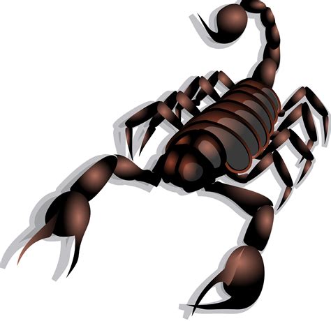 Questions Sur Les Scorpions En Astrologie