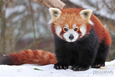 Red Panda Fotos De Animales Tiernos Panda Rojo Animales Bebé Bonitos