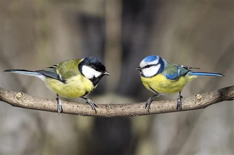 Scientists Make Birds Watch Tv Heres What They Learned