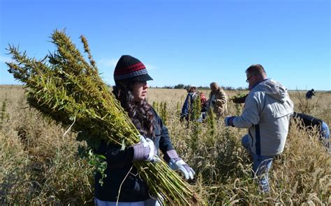 How do i harvest hemp for industrial fiber? Farm Bill promotes hemp as legal crop | Al Jazeera America