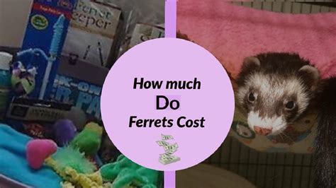 1.8 how much a ferret cage cost? How Much Does Buying a Ferret Cost??? - YouTube
