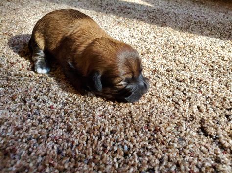 Cavapoo puppies are so cute with there little button noses and teddy bear looks. Havapoo Puppies For Sale | Conroe, TX #339088 | Petzlover