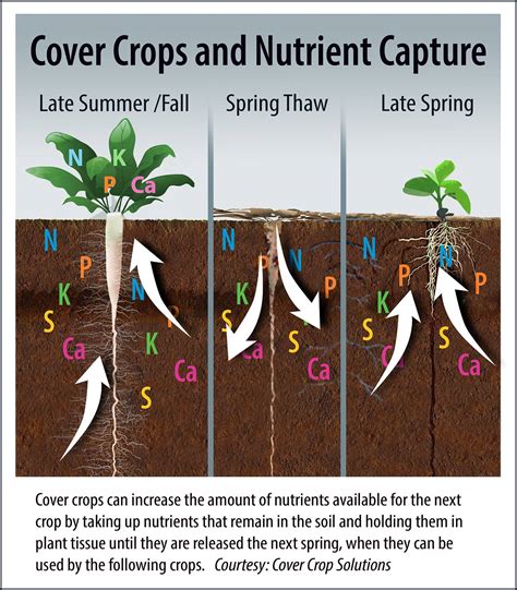 Nutrient Management Among Key Benefits From Planting Cover Crops Croplife