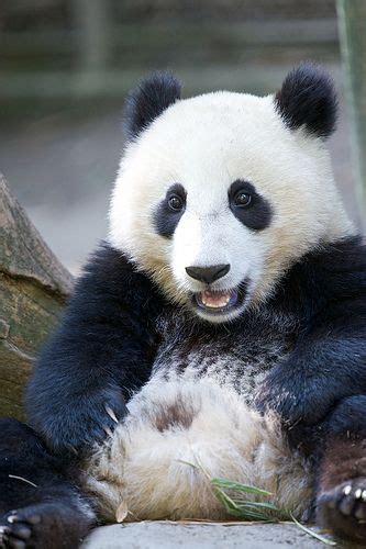 Happy Friday Baby Panda Bears Panda Bear Cute Panda