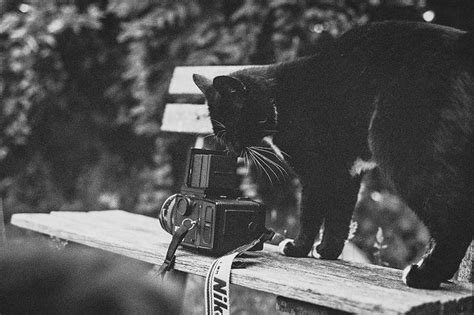 A Cat Photographer By Kabooi Via Flickr Cats Fictional Characters