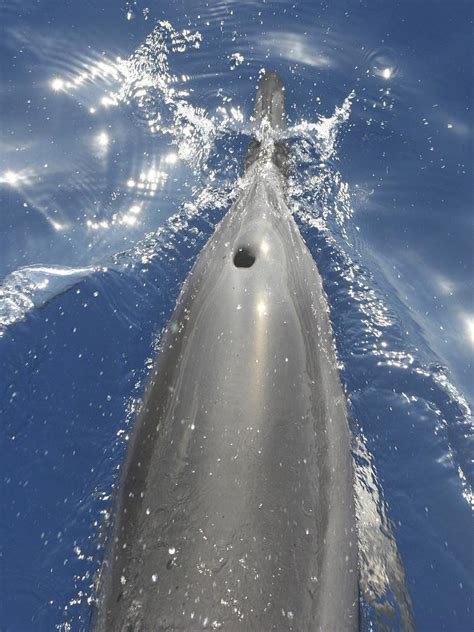 Spinner Dolphin Breath Photograph By James Murray
