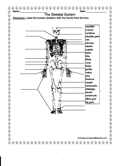 Human Anatomy Worksheets