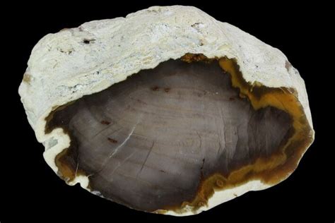 3 Polished Petrified Wood Limb Section Rogers Mountain Oregon