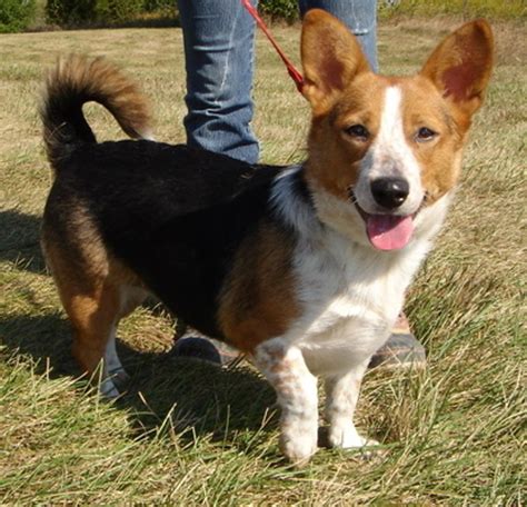 6 Adorable Corgi Mixed Breeds That Are Almost Too Cute To Be Real