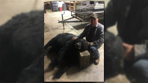 Huge Black Bear Killed May Be The Heaviest In Georgia