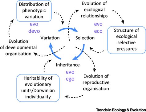 Key Components Of Evolution By Natural Selection Variation Selection