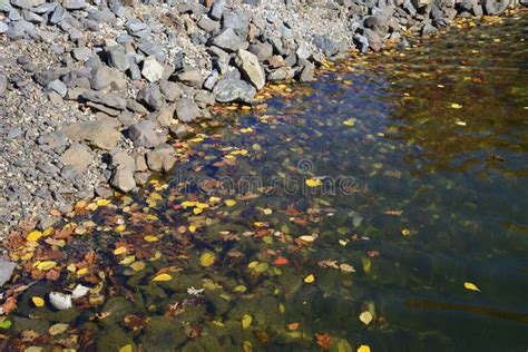 Autumn Leaves Floating In Water Stock Photo Image Of Rocks Stones