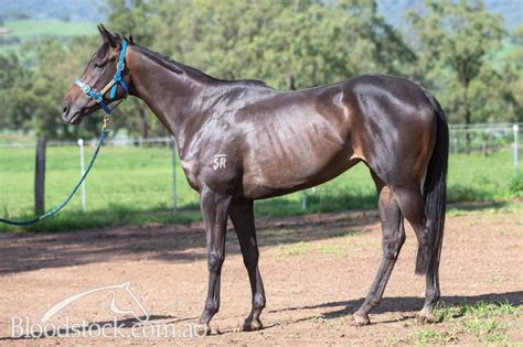 Bloodstock Listing 4yo Mare From A Very Commercial Black Type
