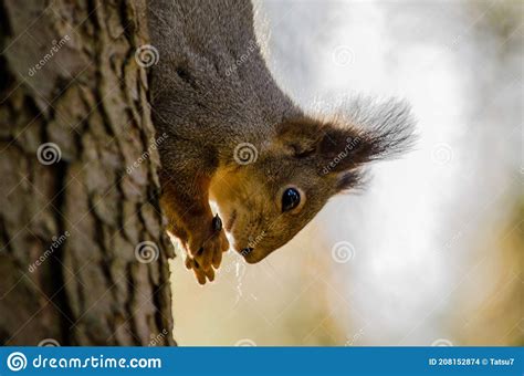 Squirrel Eats Stock Photo Image Of Insect Tree Rodent 208152874