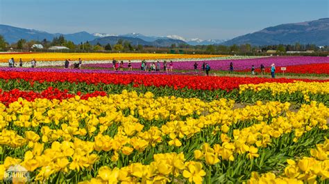 Tulip Fields At Skagit Valley Largest Floral Festival In Wa