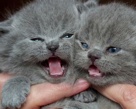 British Shorthair British Kittens Babies Twins Baby Wallpapers Hd