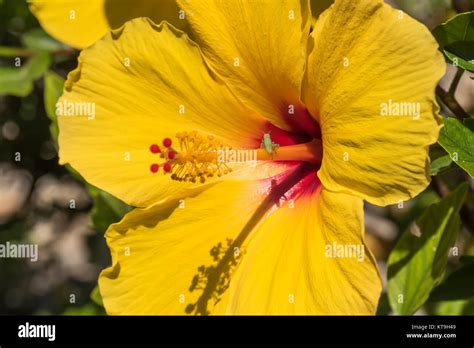 Yellow Hibiscus Flower In The Garden Stock Photo Alamy