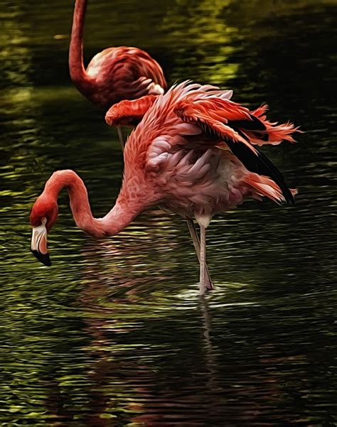 They live in large groups called colonies. 40 Beautiful Pictures of Pink Flamingo Birds - Tail and Fur