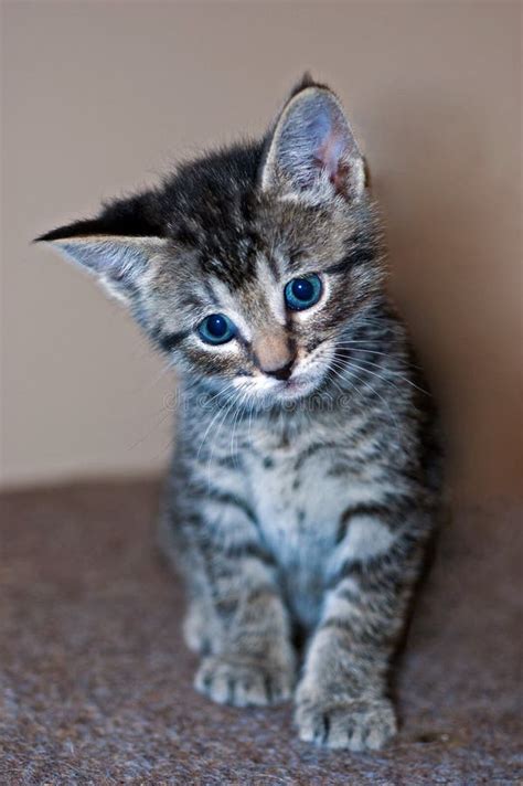 Young Short Haired Grey Tabby Kitten Stock Photo Image 40483703