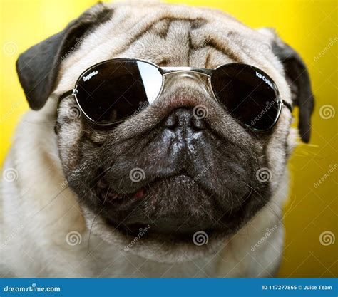 Pug With Sunglasses Stock Image Image Of Eyes Doggy 117277865