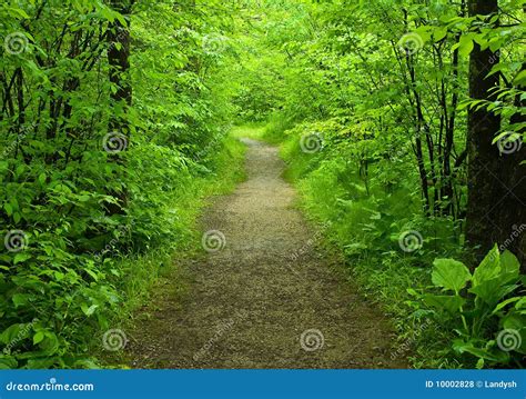 Gehender Pfad Im Wald Stockfoto Bild Von üppig Moos 10002828