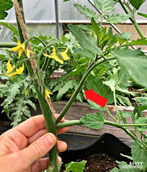 Tomato Plant Suckers When And How To Prune Tomato Plants Artofit