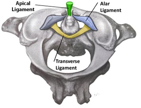 Cervical Spine Anatomy Spine Orthobullets 23452 Hot Sex Picture
