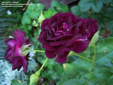 Plantfiles Pictures Shrub Rose Midnight Blue Rosa By Gindee77
