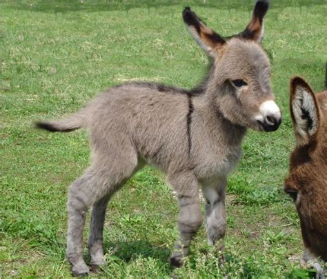 Baby Donkey Wallpapers Top Free Baby Donkey Backgrounds Wallpaperaccess