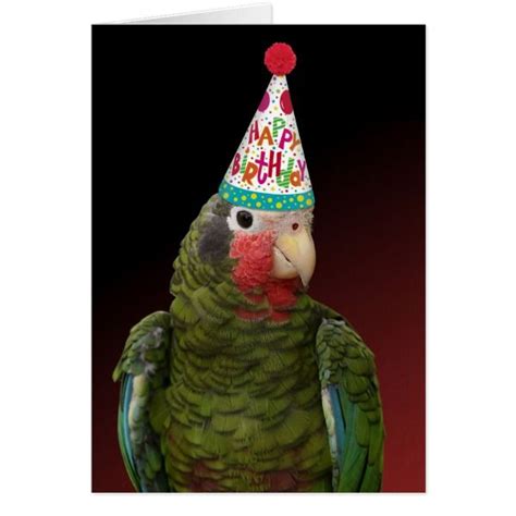 Colorful Amazon Parrot Birthday Card Zazzle Amazon Parrot Birthday