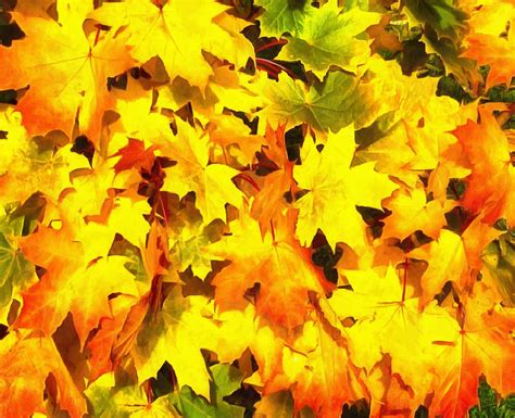 Autumn Leaves Yellow Leaves Leaf