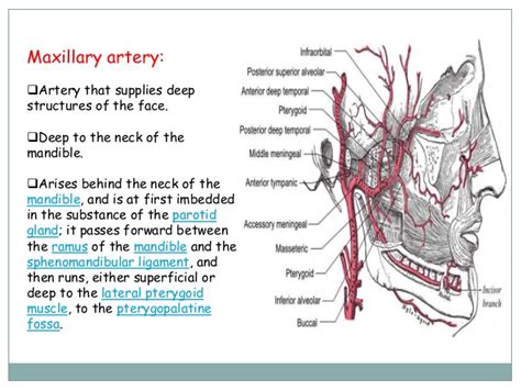 Main arteries and veinsmain arteries and veins of neckof neck dr. Major Arteries of the Head and Neck