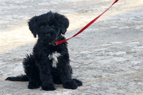 Portuguese Water Dog Temperament Life Span Price Training Shedding