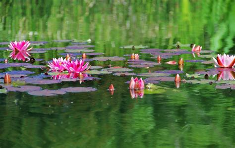 Wallpaper Water Lilies Herbs Leaves Surface Pond 2048x1300