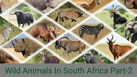 Wild Animals In South Africa Part 2 Youtube