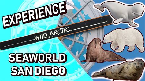 Wild Arctic Ride And Arctic Animals At Seaworld San Diego Youtube